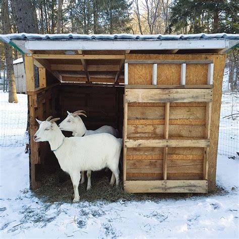 how to make a goat house with corregated metal|goat sheds for homestead.